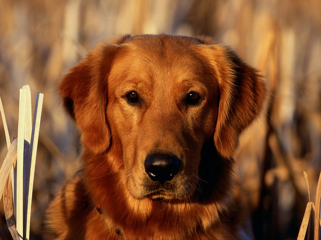 Golden Glow